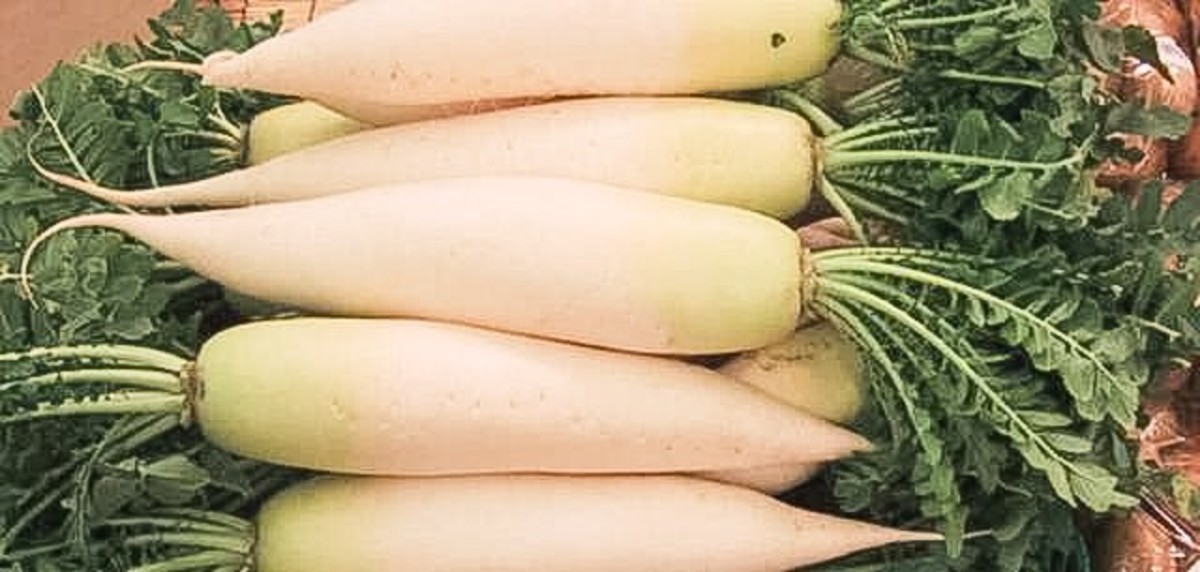 Daikon from Japan in a store