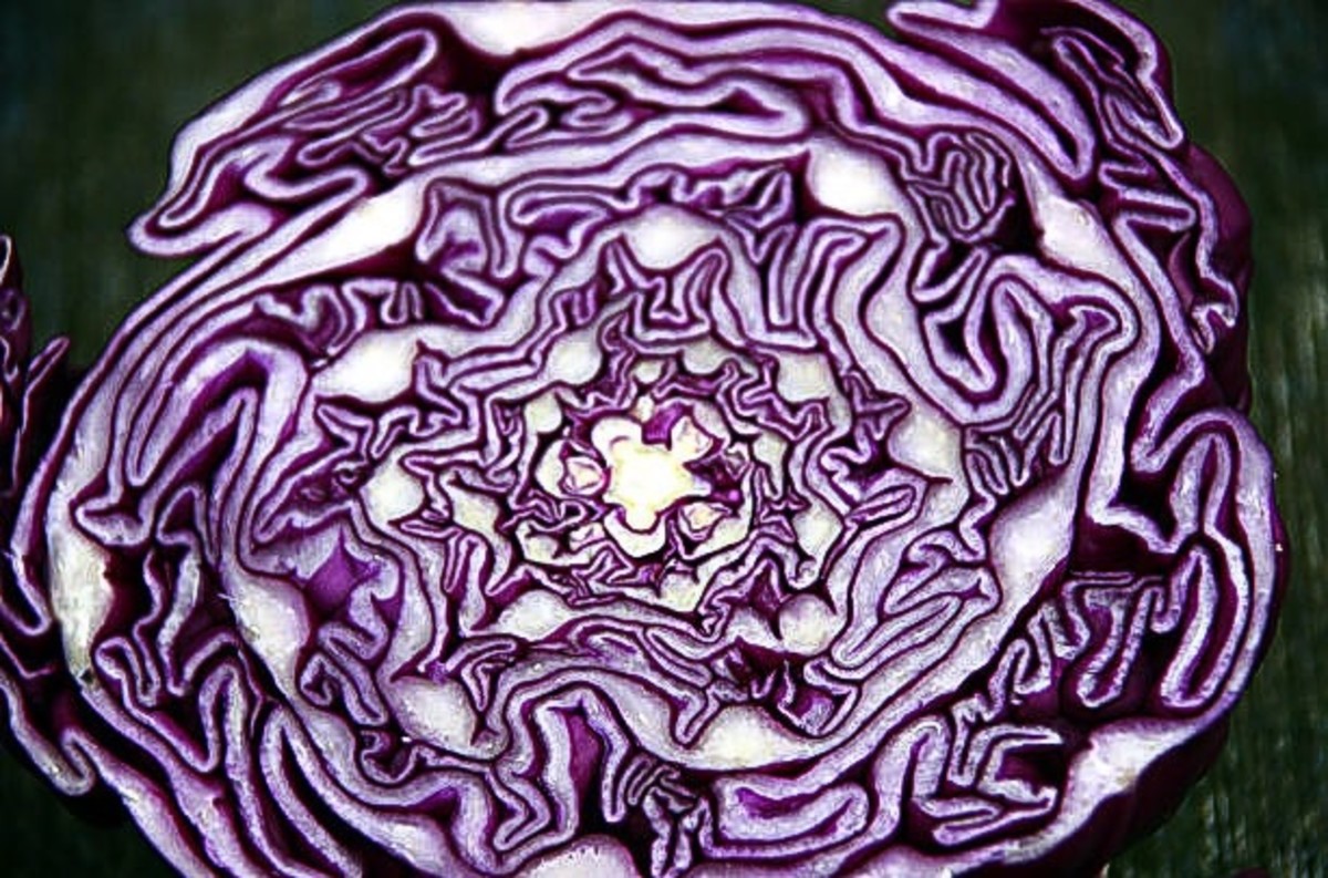 Red Cabbage Health Benefits, Anthocyanins, and Indicator Fun CalorieBee