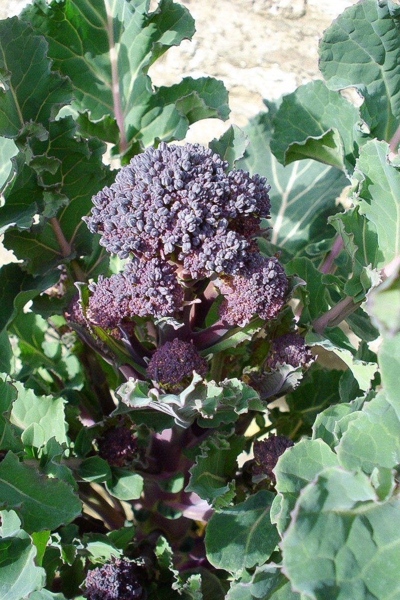 Purple broccoli contains pigments called anthocyanins, which are thought to have a variety of health benefits.