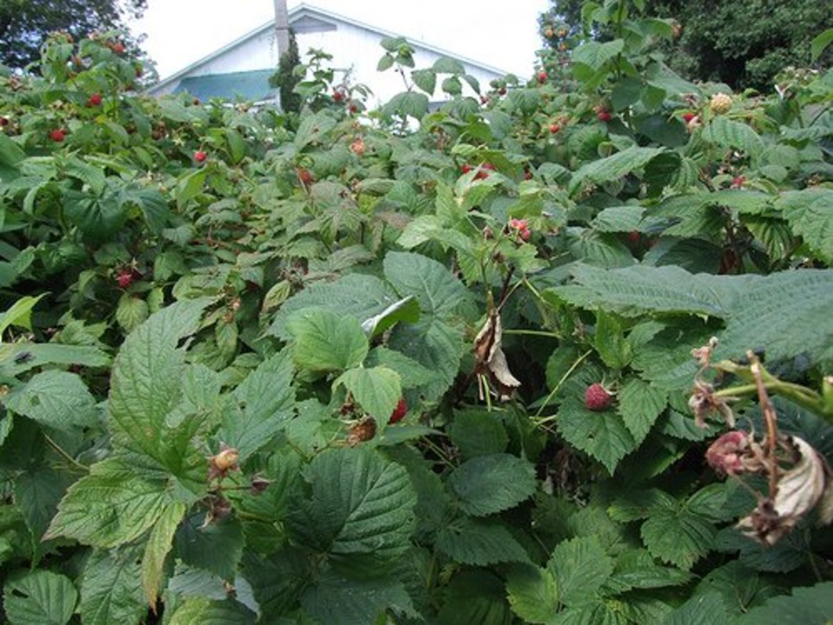 Raspberry bushes, leaves, and berries in the height of summer.