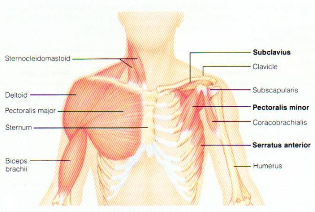 A diagram of shoulder and chest muscles 