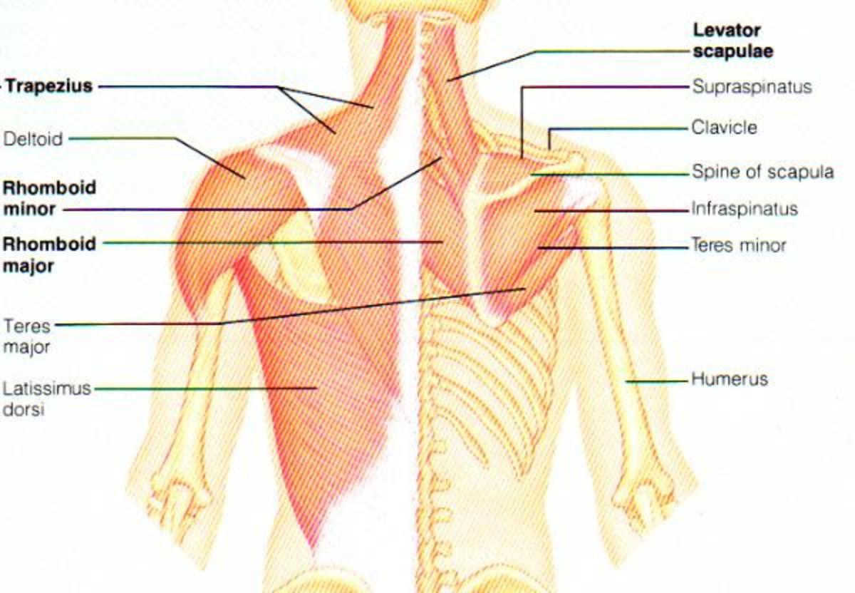 A diagram of back muscles