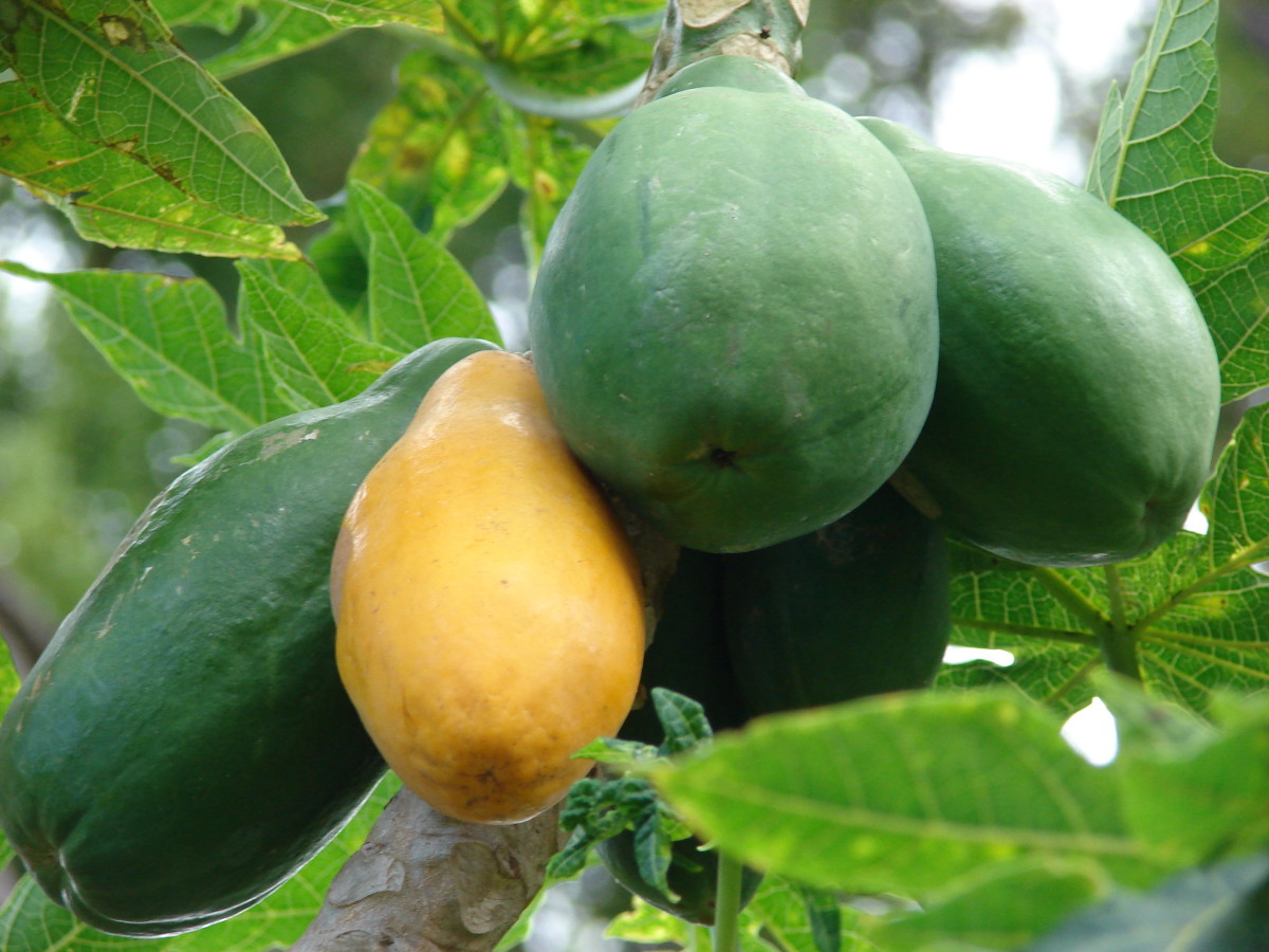 Papaya flesh comes in two varieties: deep orange and yellow.