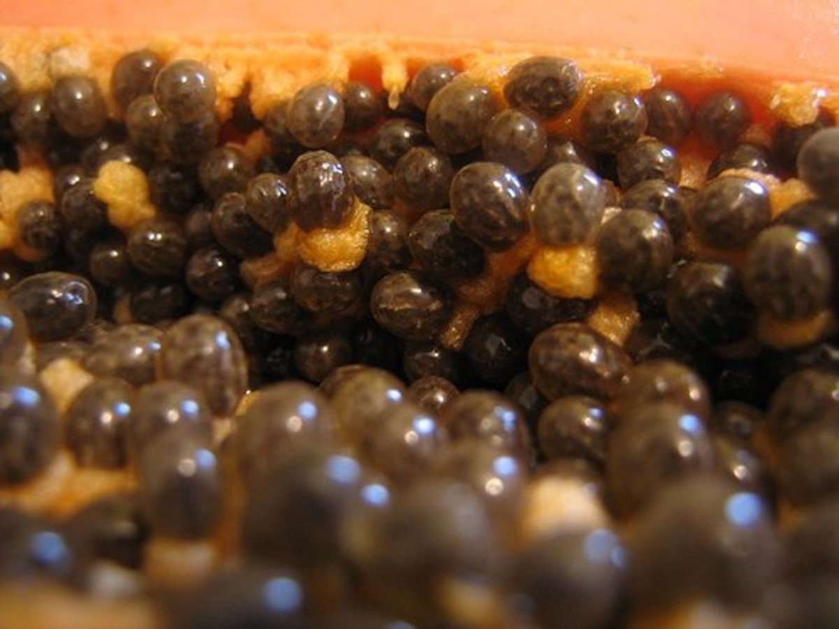 Papaya seeds are not only flavourful, they have anti-parasitic properties.