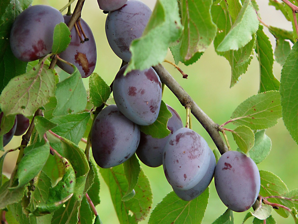 Health Effects of Benzoic Acid, Sodium Benzoate, and Benzene CalorieBee