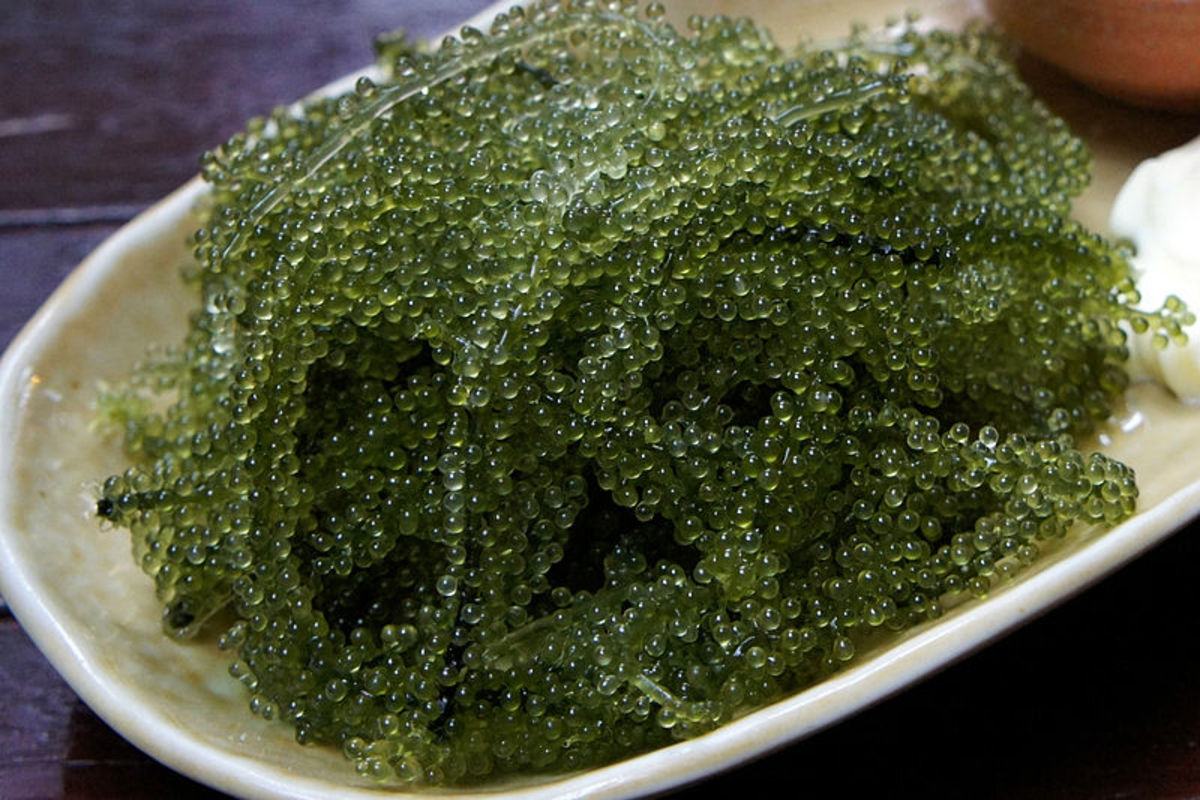 Sea Grapes, aka Sea Caviar. It's easy to see why it's called sea caviar!