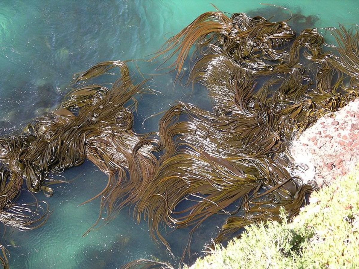 Kelp forest, Otago peninsula
