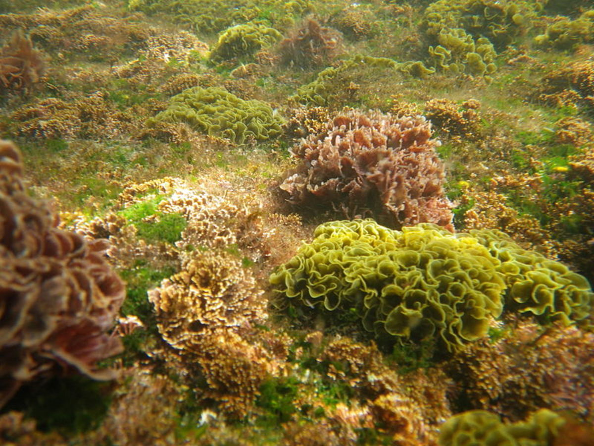 Bed of seaweed in Australia.