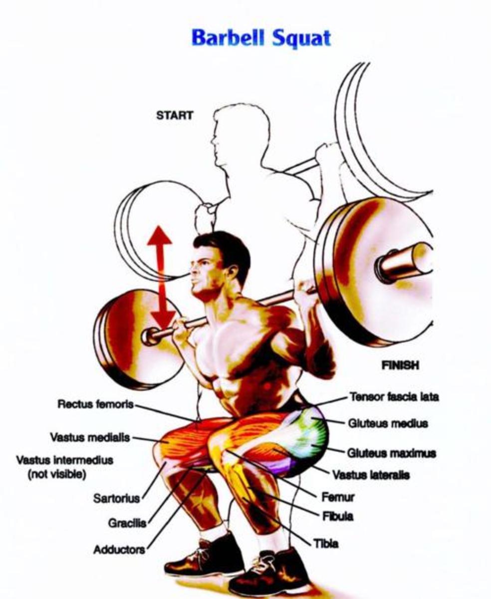 Lower muscles involved in the squat