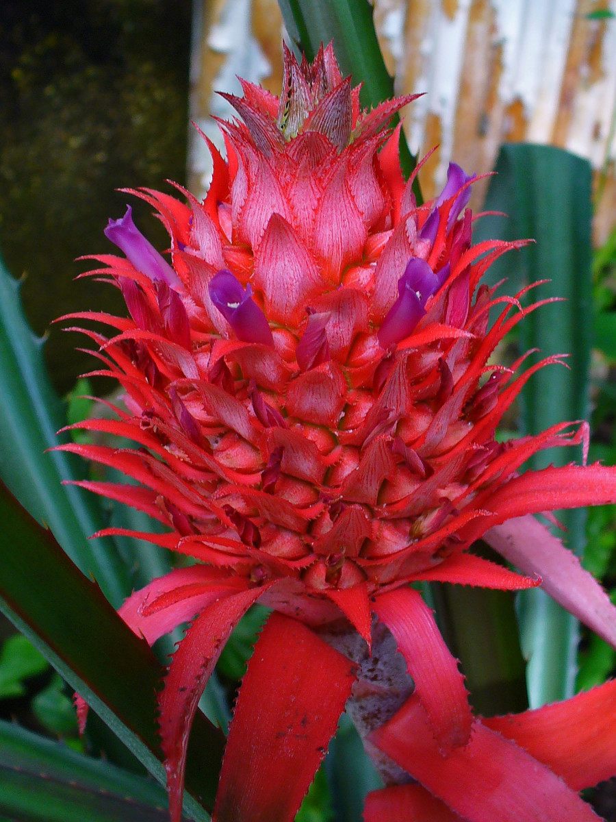 Pineapple Inflorescence