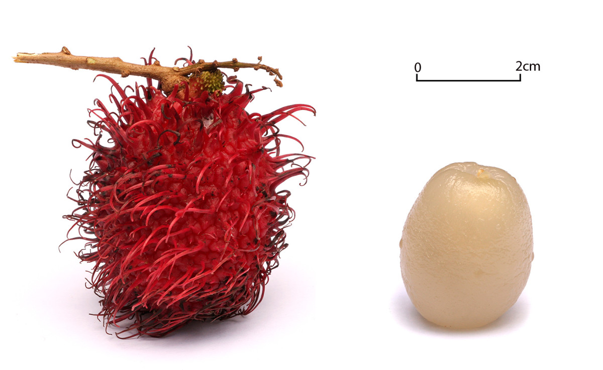 rambutan-fruit-nutrition-facts-and-recipes-caloriebee