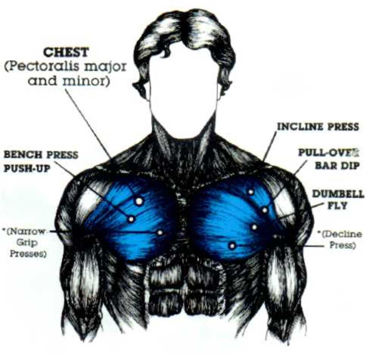 Diagram of chest muscles