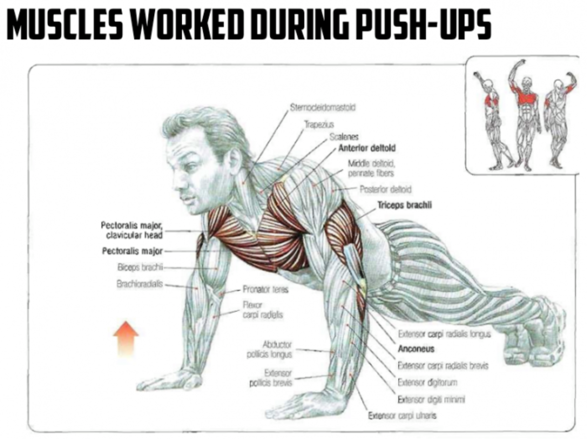 Muscles worked when doing the push-up exercise