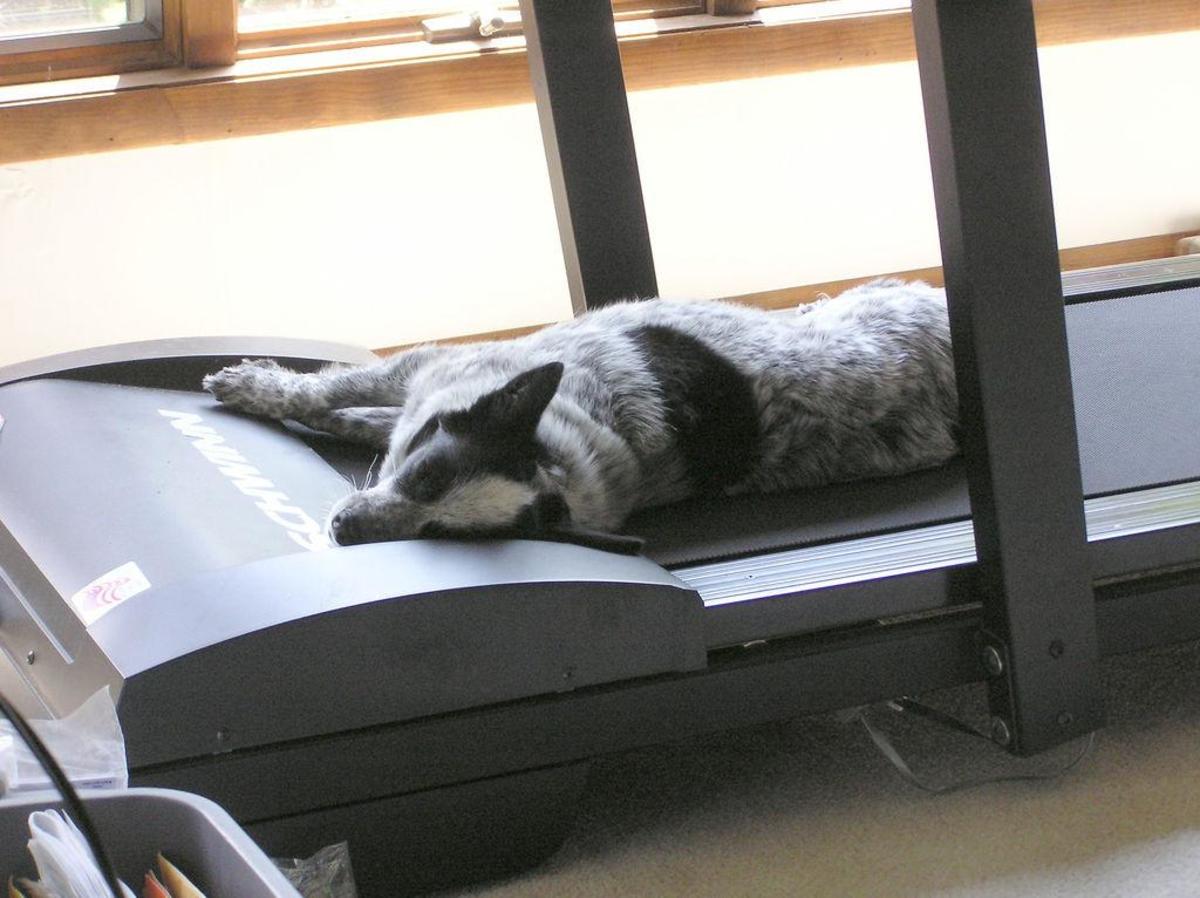 It may be comfortable, but your treadmill is no place for pets.