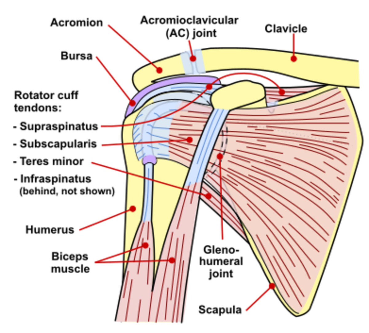 The rotator cuff muscles support shoulder movement and stabilize the shoulder joint.