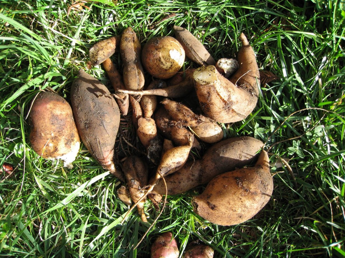 The tuber harvest from one yacon plant