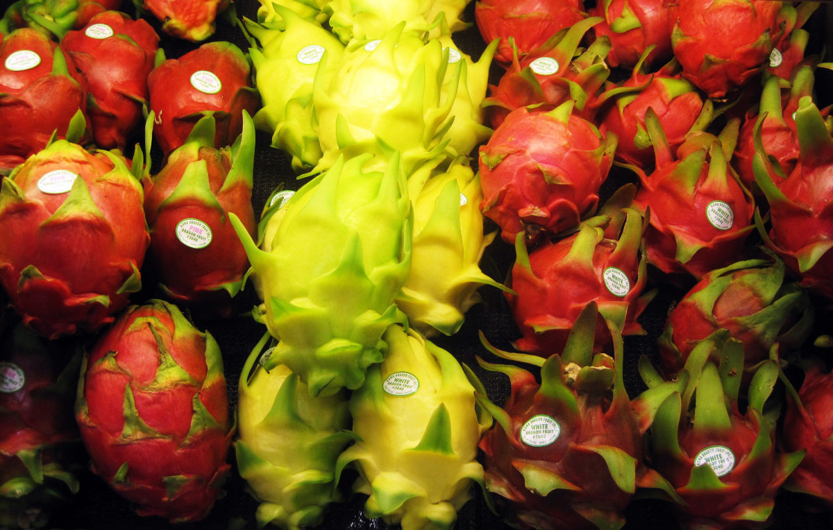 Red skin and yellow skin dragon fruit or pitayas