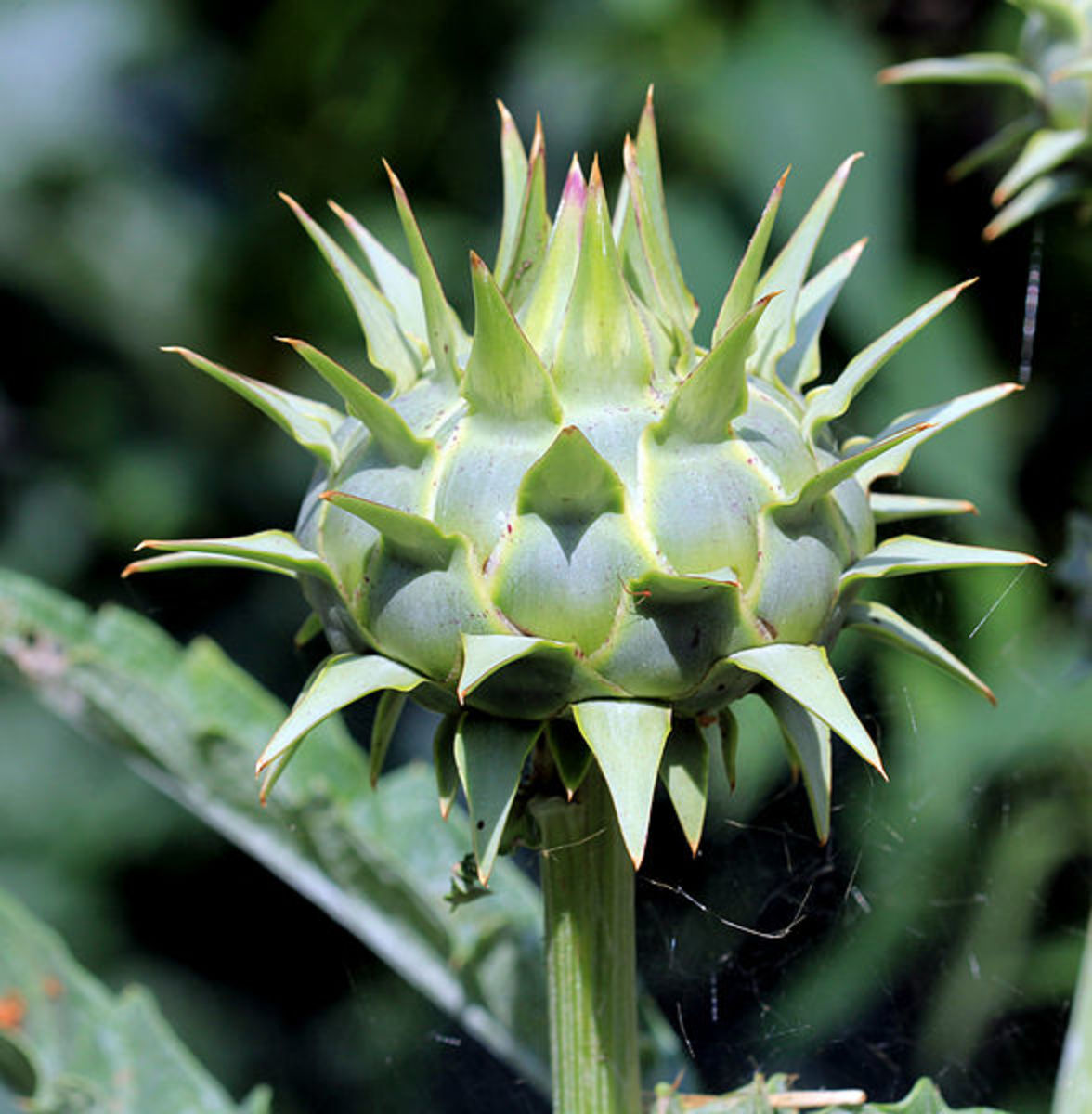 Artichoke Health Benefits, Supplements, and Nutrition Facts HubPages