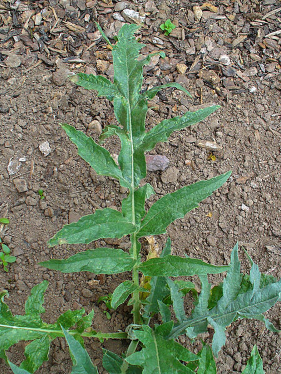 Artichoke leaf