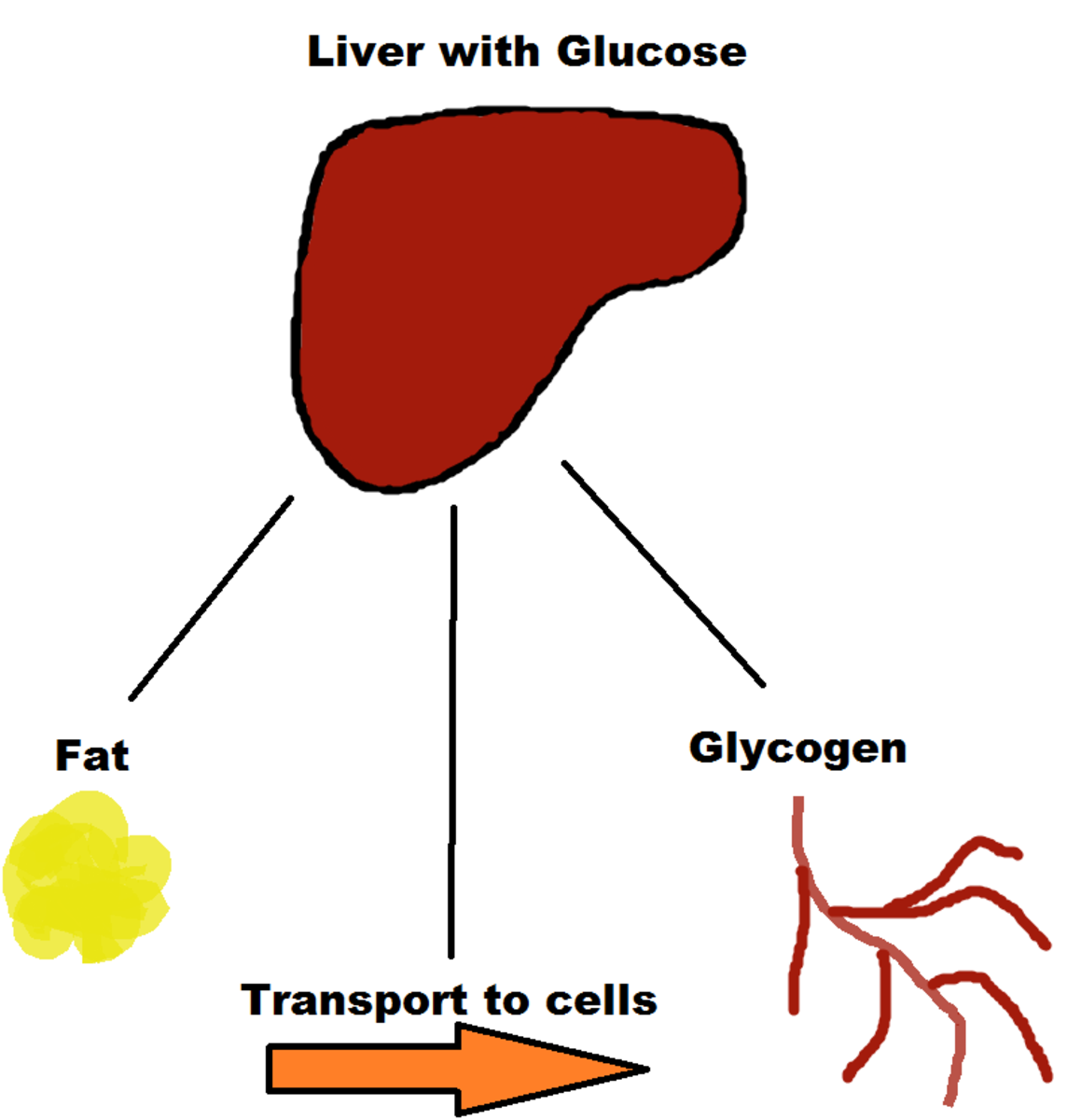 The liver can store excess glucose as fat or glycogen, or it can send it off to other cells in the body that need it.