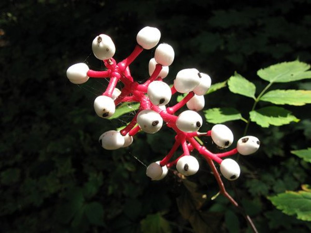 The most poisonous berries in the UK and how to recognise them - Somerset  Live