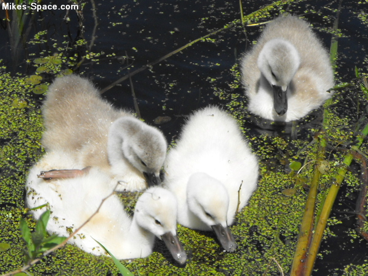 Baby swans.