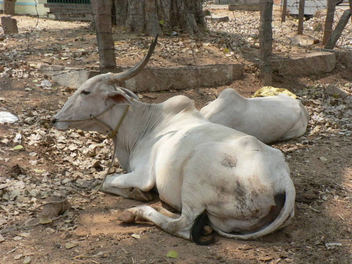 Indian cows.