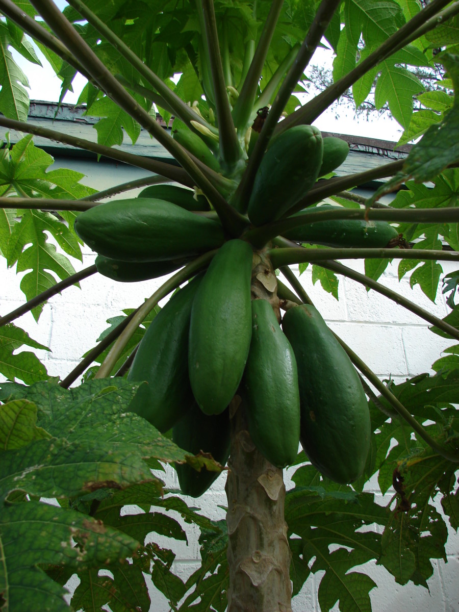Genetically modified papayas of Hawaii.