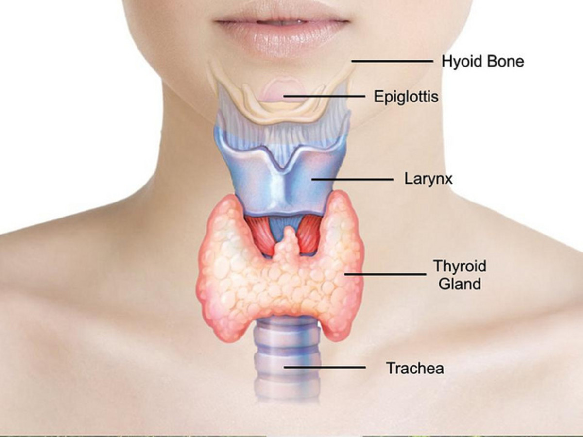 Hormones and thyroid