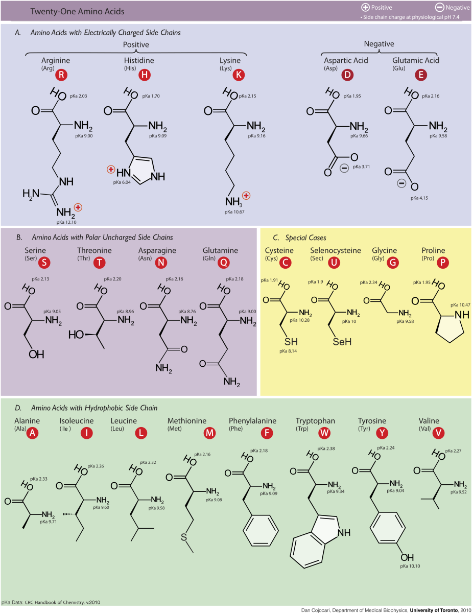 All the amino acids and their structure.