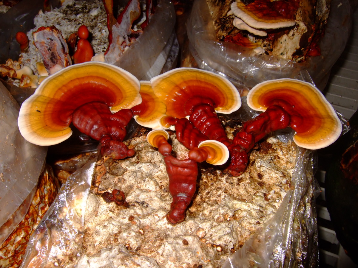 By Frankenstoen from Portland, Oregon (Reishi mushrooms) 