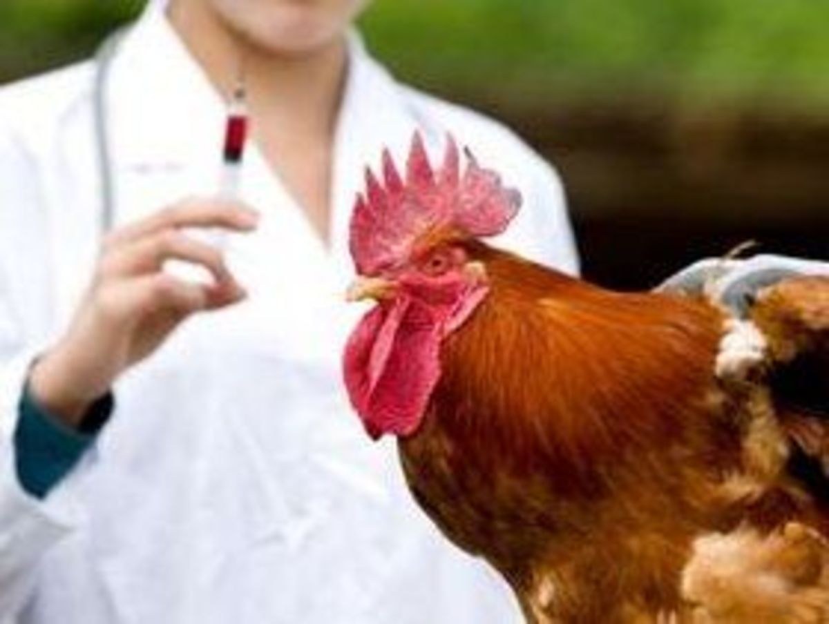 CLA supplementation was shown to effect the immune response in multiple species including chickens. 