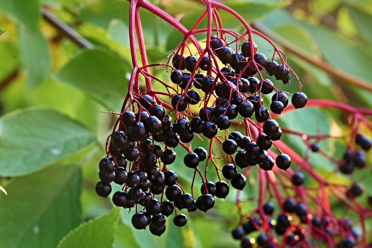 why-elderberries-are-excellent-for-your-health