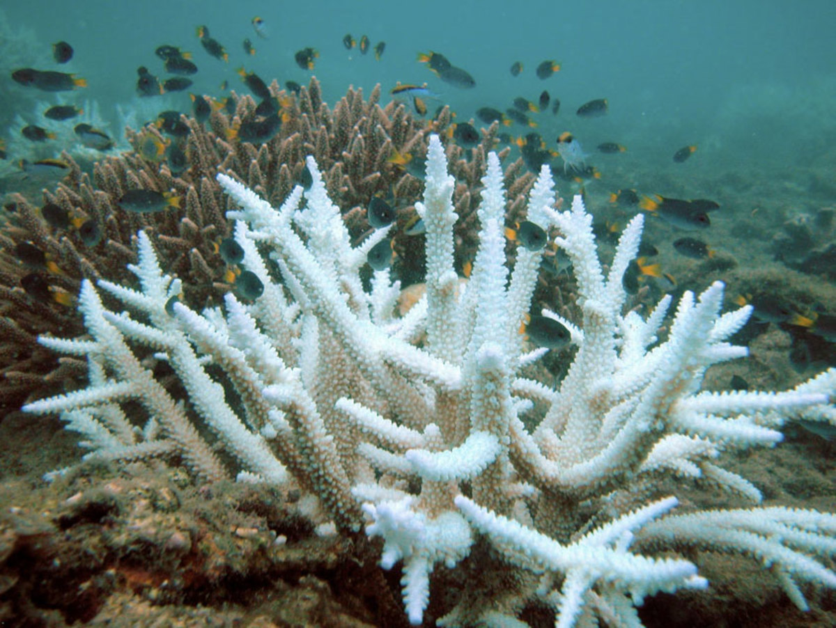 Bleached branching coral (foreground) and normal branching coral (background) - Keppel Islands, Great Barrier Reef. Coral is killed by chemicals and warming oceans. When it dies, there is nothing to feed the life around it.