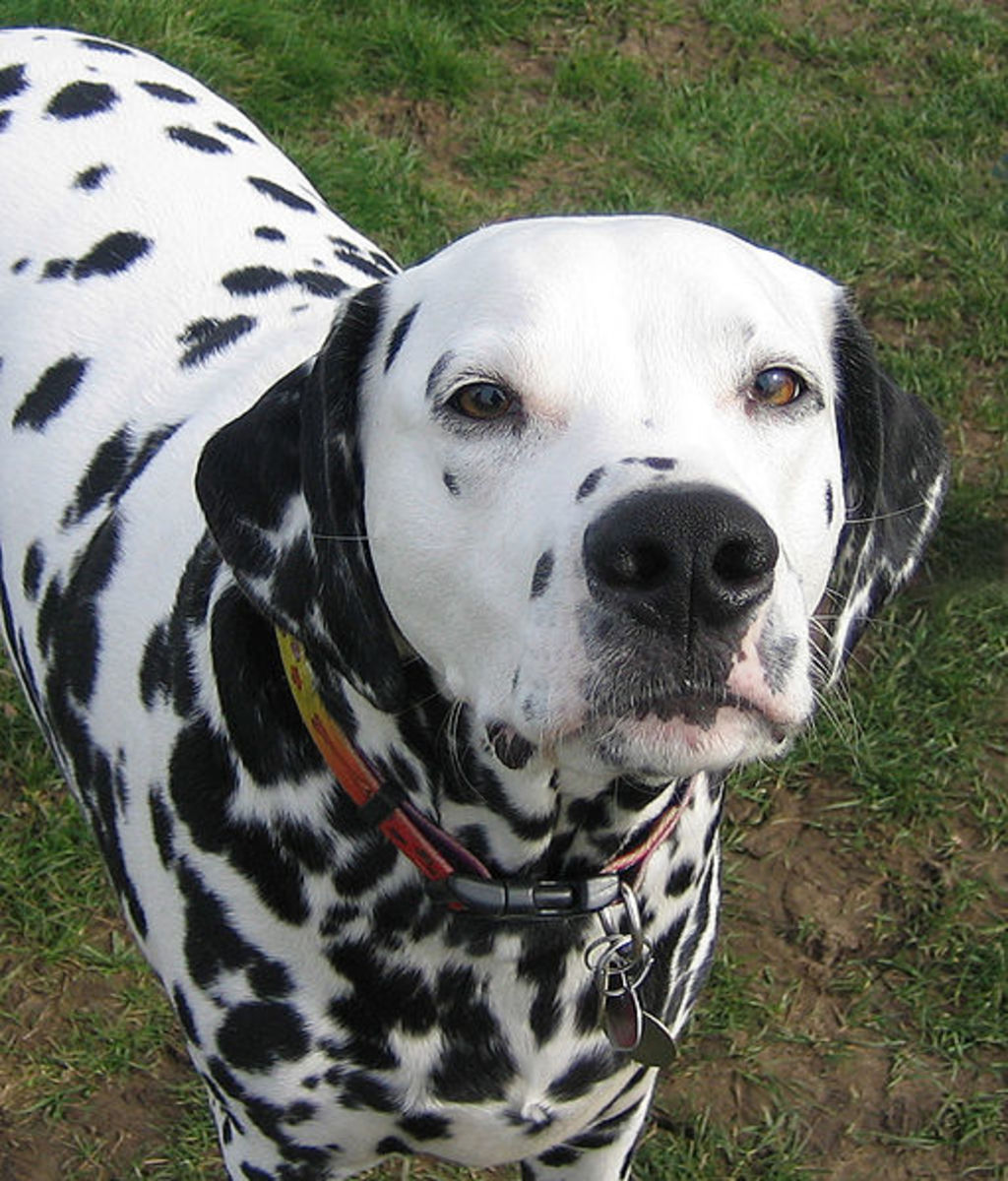 20 Dalmatians Syndrome Media Influence on Pet Owners   Soapboxie