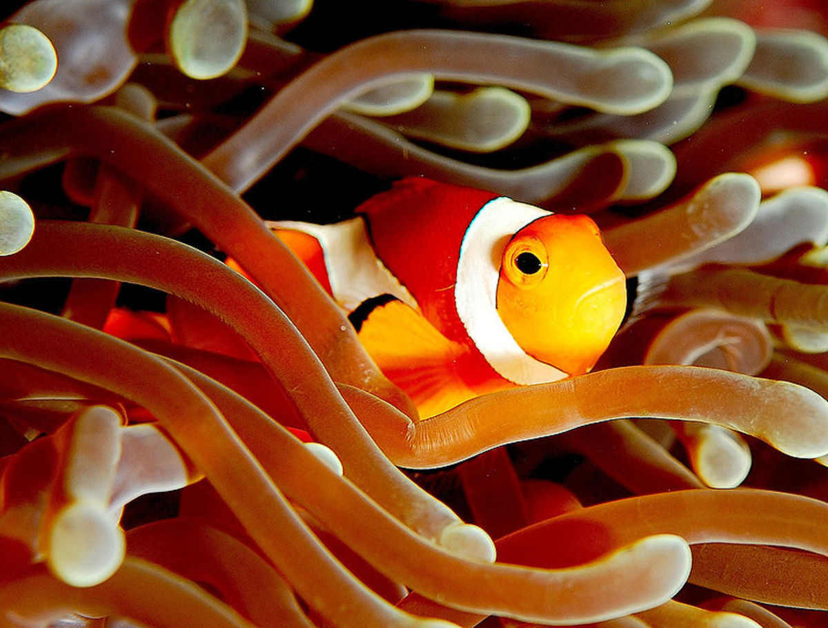 Real clownfish need more care than the fictional Nemo.