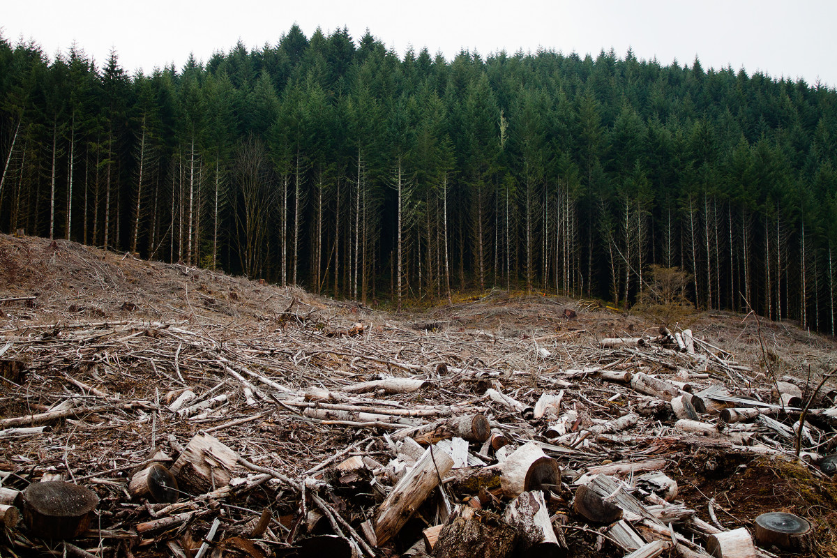 Clear Cutting Before And After