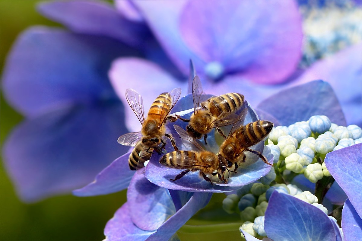 Why Are Honey Bees Dying? - HubPages