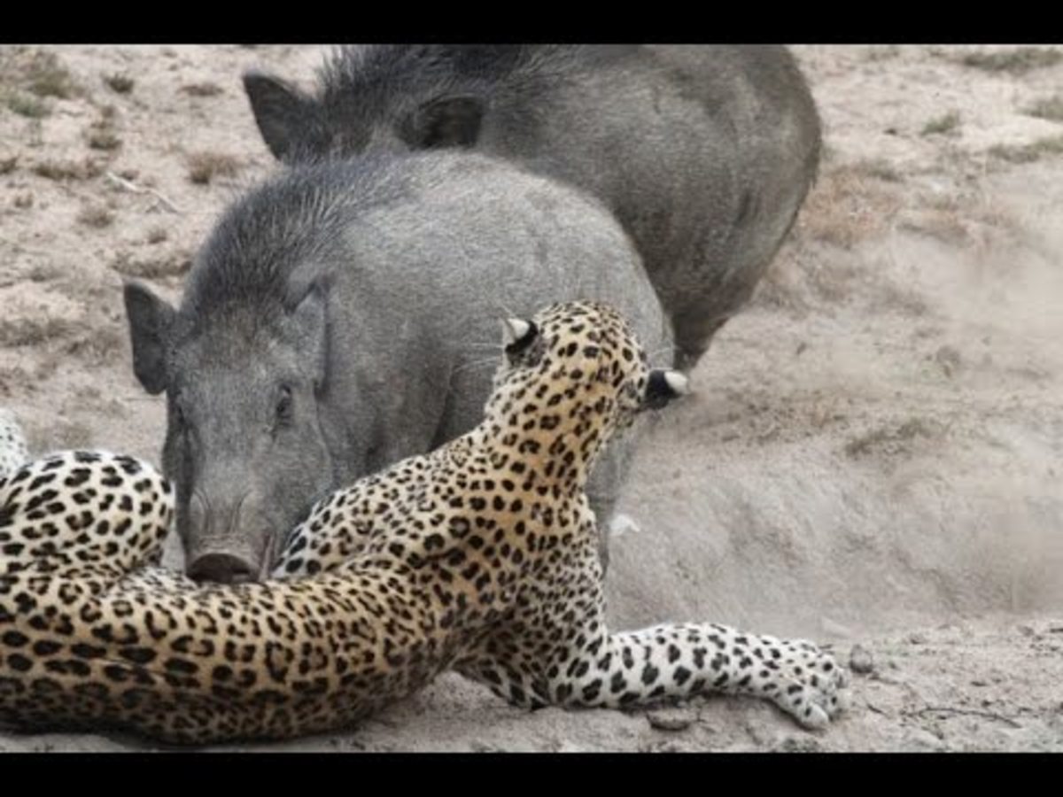 That is a wild pig attacking a leopard. These pigs are not chumps!