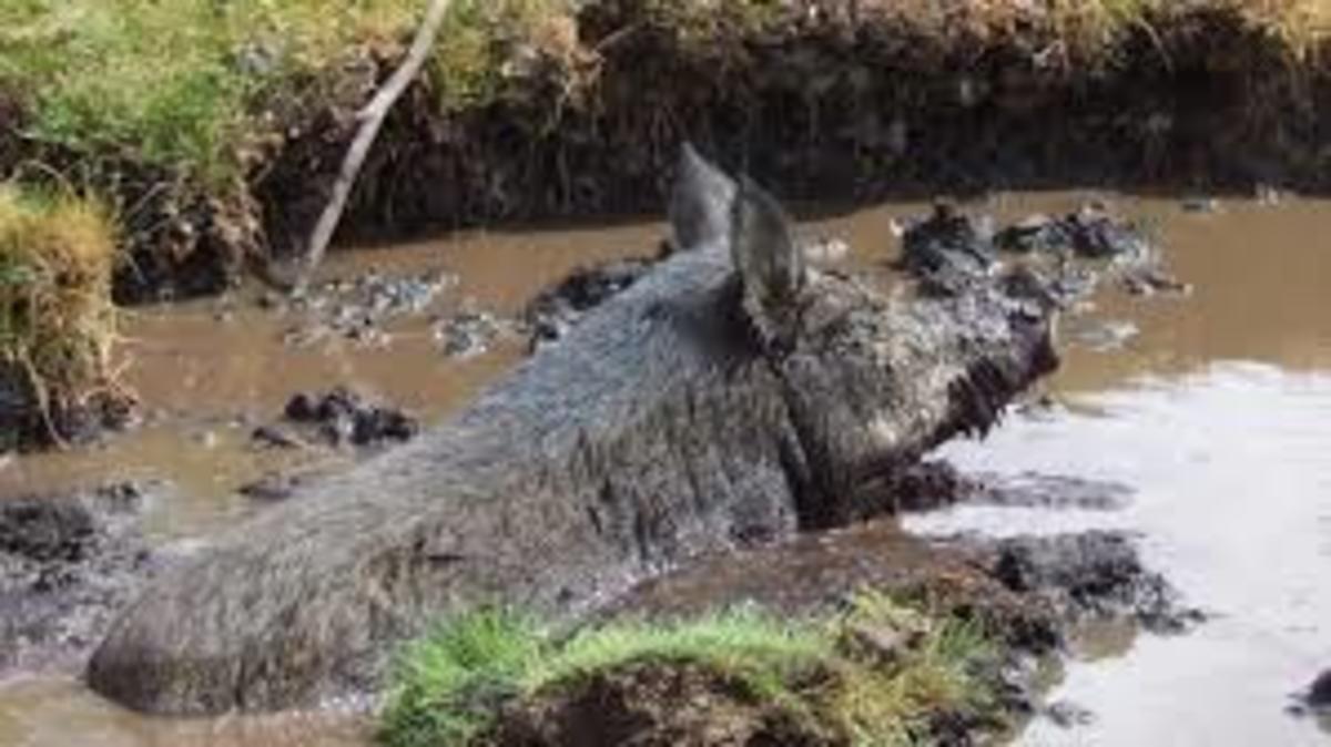 That is a big pig in the mud in Australia. Pigs love mud, everyone knows this, and this wallowing in the mud isn't just for domestic pigs.