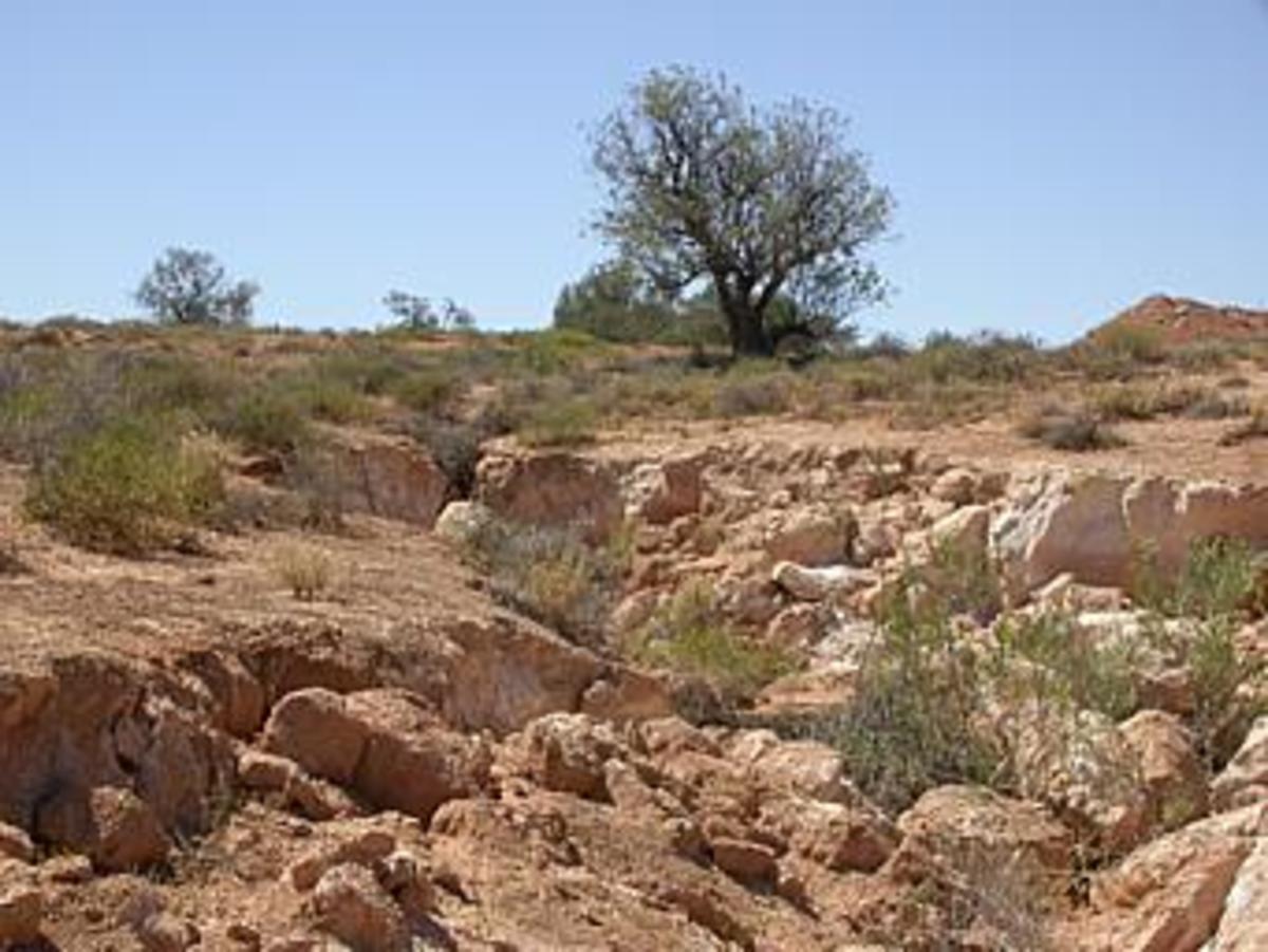 Australian Rabbit Plague Origins and Environmental Impacts Soapboxie