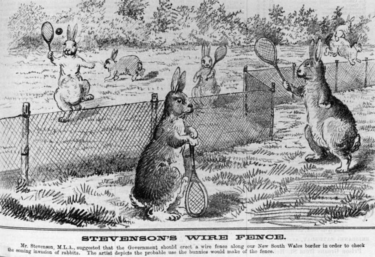 In 1884, an Australian politician suggested a wire fence would keep the invading rabbits out of New South Wales. A cartoonist thought how the bunnies might make use of the barrier.