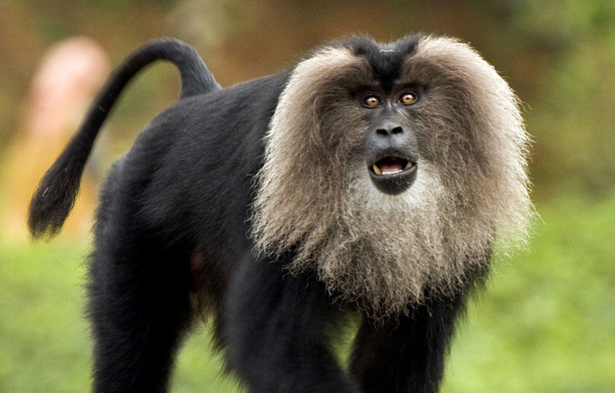 Lion-tailed macaque.