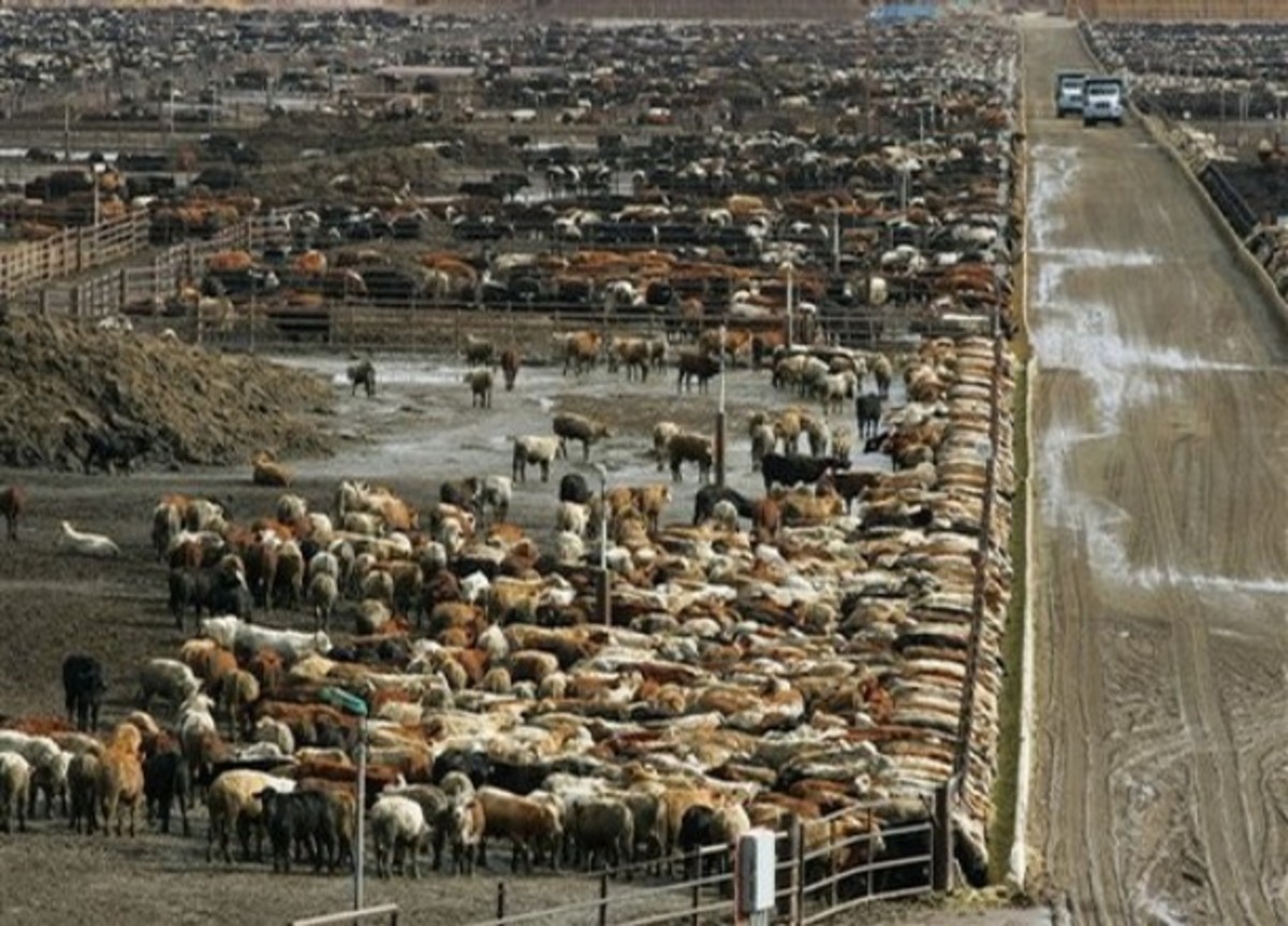 factory-farming-mass-production-efficiency-and-collateral-damage