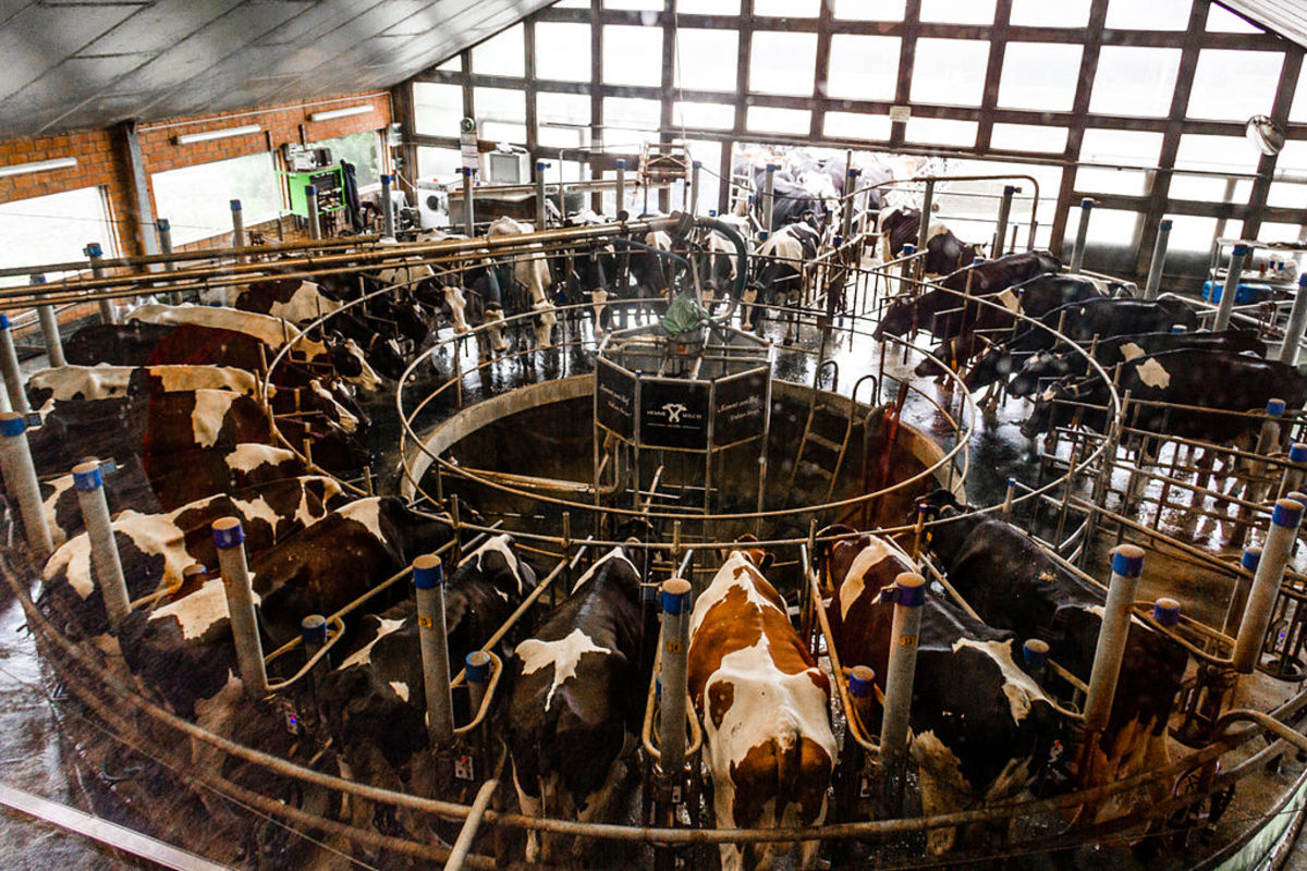 Rotary milking parlor