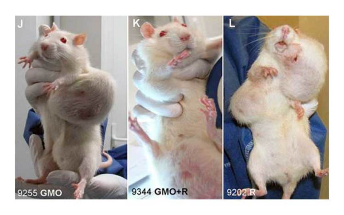 Rats fed GMO corn their entire lifetime grow horrifying tumors