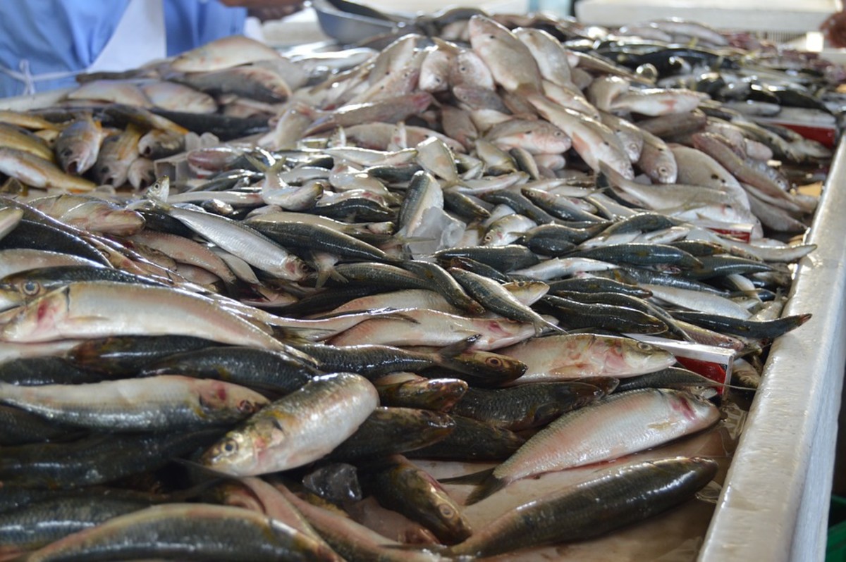 Fishing Stocks Have Collapsed Around the World Soapboxie