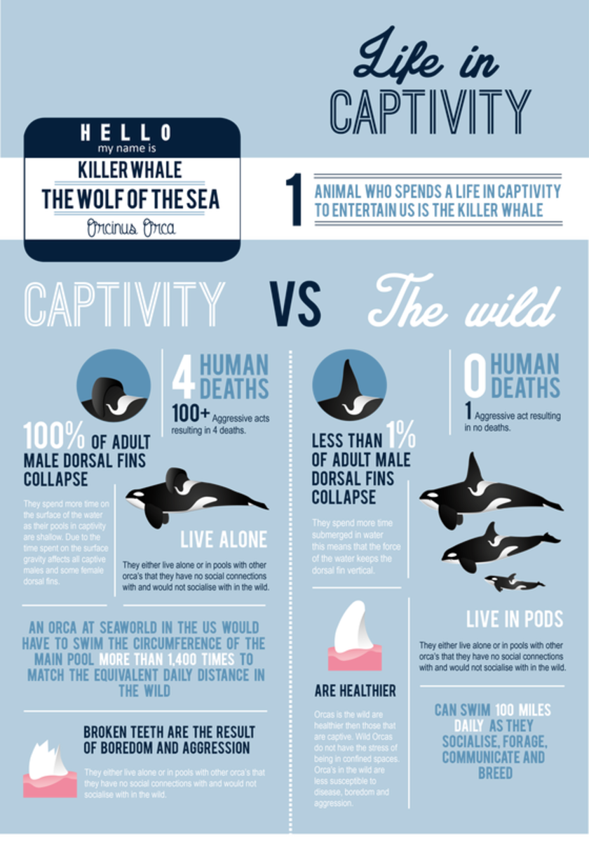 Why We Need to End Captivity of Killer Whales or Orcas Soapboxie