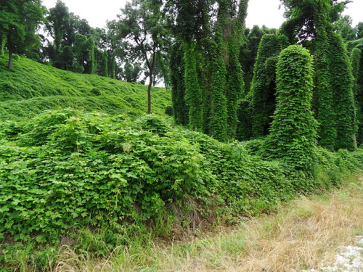 Kudzu takes over.