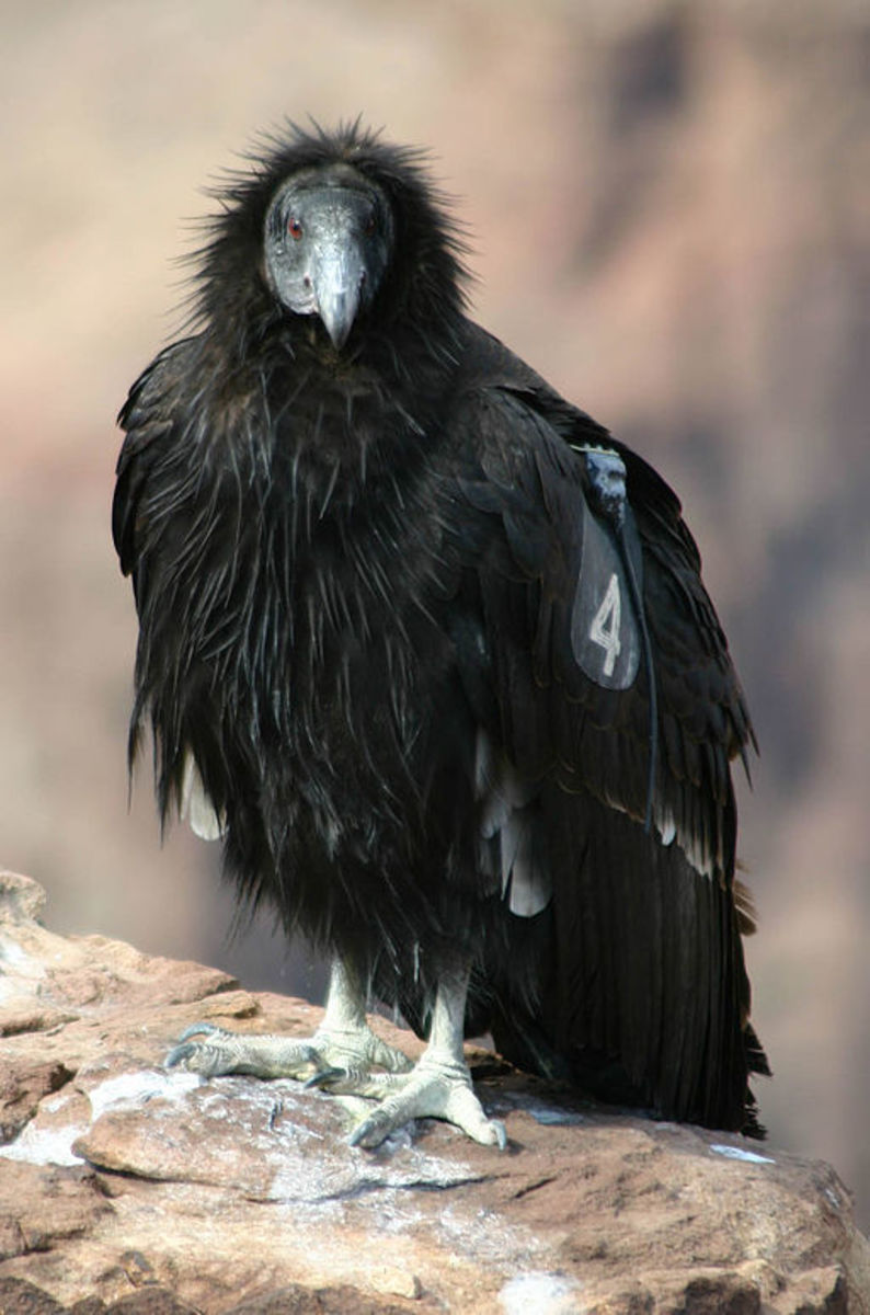California condor near the South Rim village, Grand Canyon